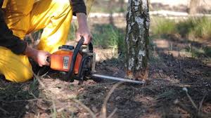 Best Emergency Tree Removal  in Prices Fork, VA